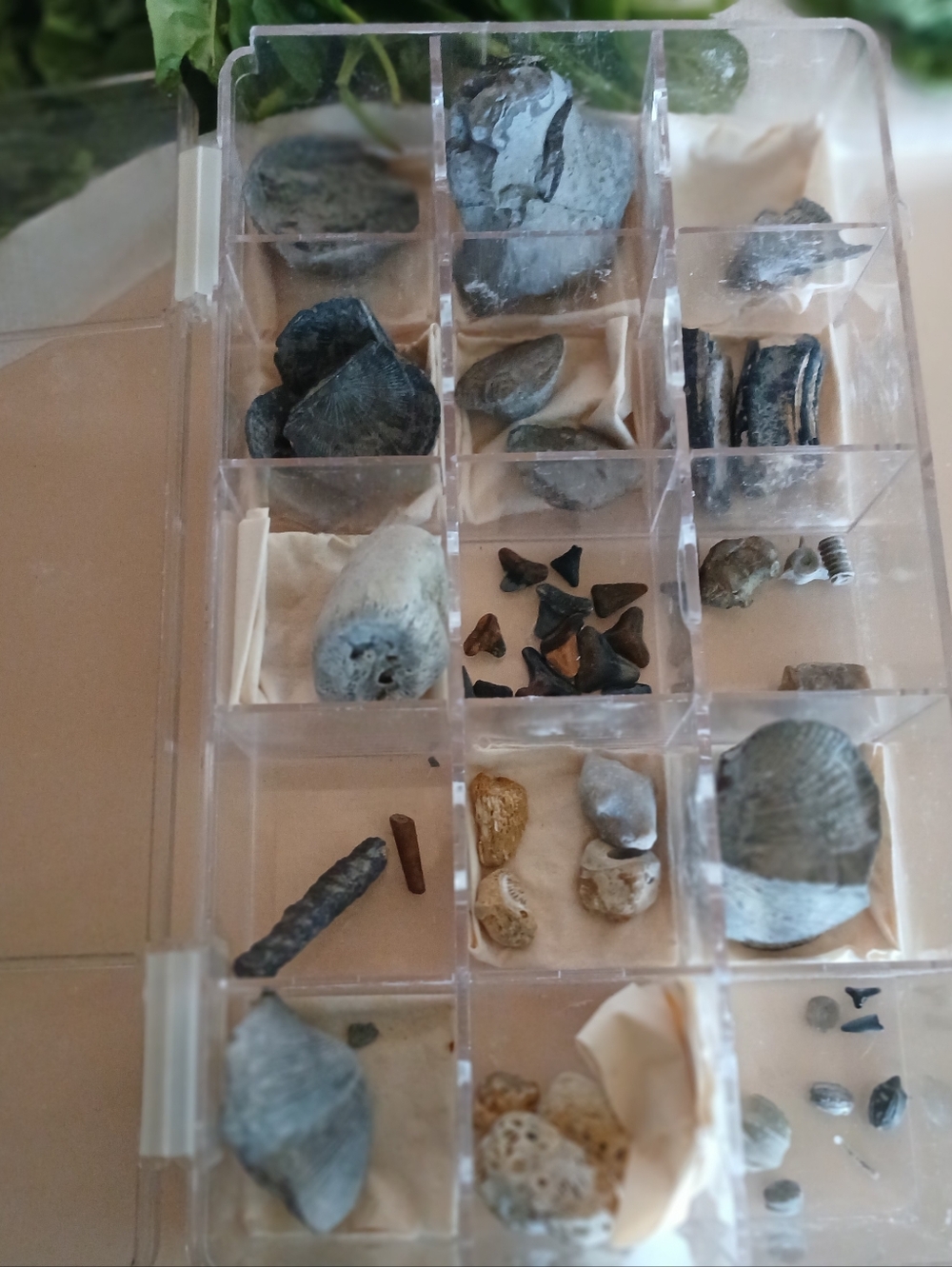 Fossil Collection